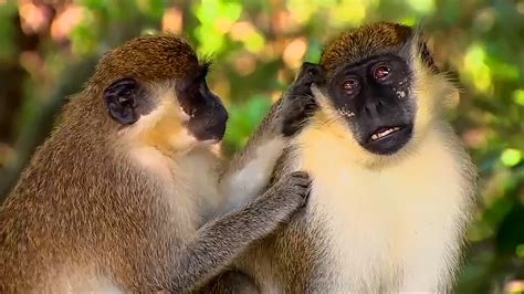 ‘I wanna go monkey hunting!!’: BSO investigating online death threats against colony of wild vervet monkeys